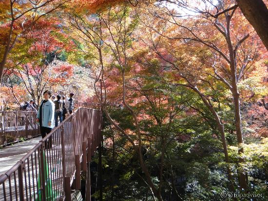 Beautiful autumn colours