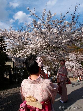 Beautiful Sakura in Kiyomizu