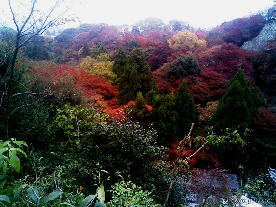 Autumn in Kyoto 3