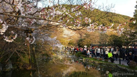 “Kiyomizudera” mid april 2014 Sakura Season