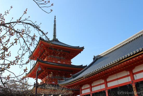 pagoda & cherry blossom