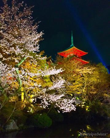 Nighttime hanami at Kiyomizu-dera.