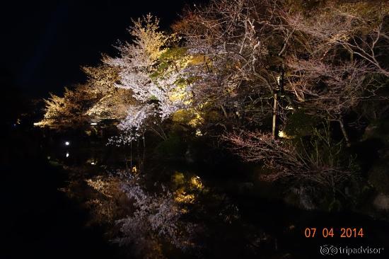 Reflection of night sakura on the pond