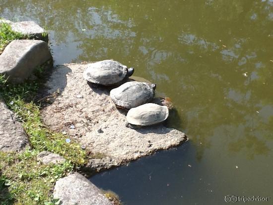 Templo de Kiyomizu, tartarugas