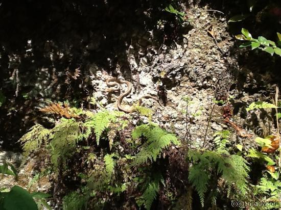 Templo de Kiyomizu, uma serpente