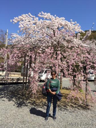 Variety of cherry blossom trees populate these grounds!
