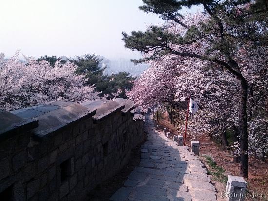 cherry blossoms along the fortress walls