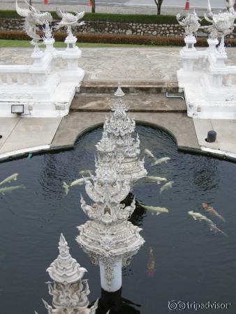 bassin et carpes blanches