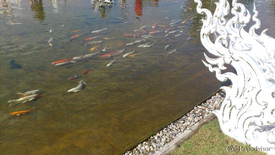 золотые рыбки