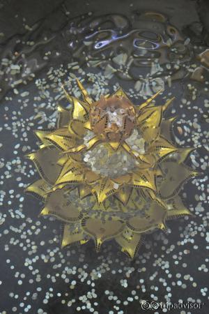 อธิษฐานแล้วโยนเหรียญให้ลงกลางดอกบัว