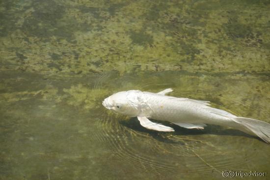 Even the fish are perfect