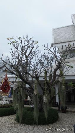 at Wat Rong Khun