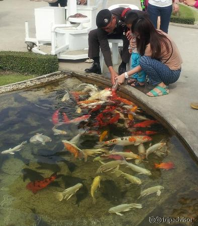 Feeding fish with a baby bottle