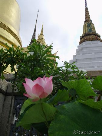 Lotus flower at the Phra Si Rattana Chedi