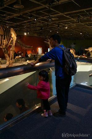 参观恐龙化石的一大一小