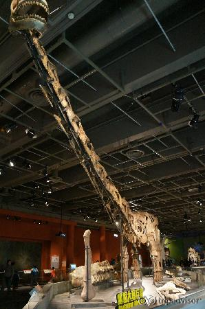 超大的恐龙化石