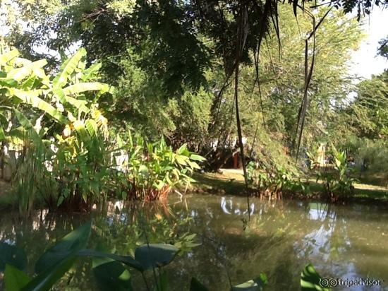 Pond near Lotus