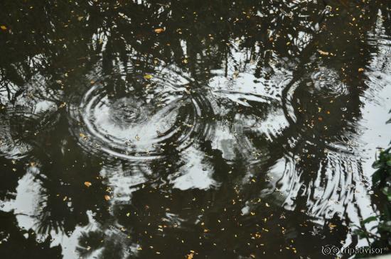 rain drops or fish breathing