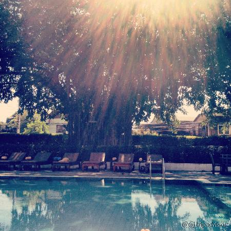 pool under the beautiful tree