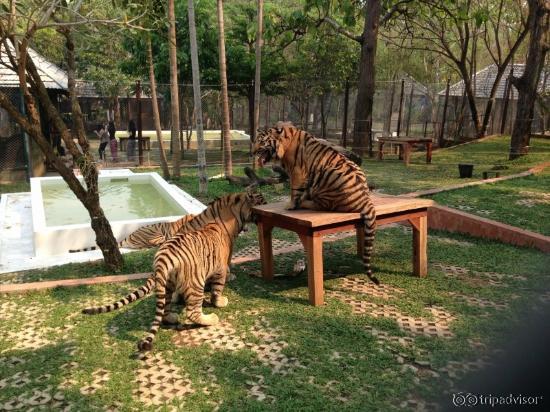 At the Tiger Zoo with 3 big cats