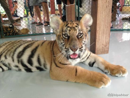 Tiger Farm - Small tiger