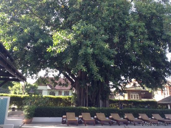 Banyon Tree__SMCL__ it is prominent__SMCL__ sometimes a leaf falls on the tables!