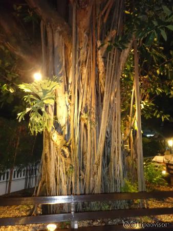 banyan tree