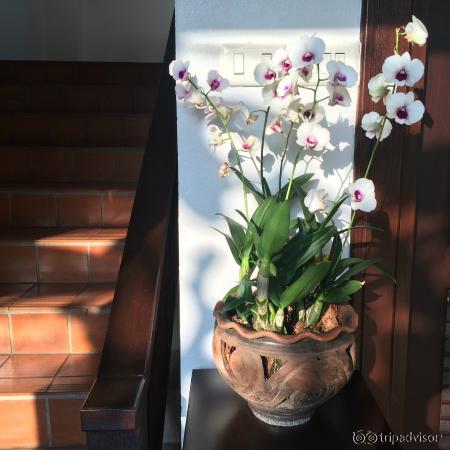 There were lovely flowers throughout the hotel grounds