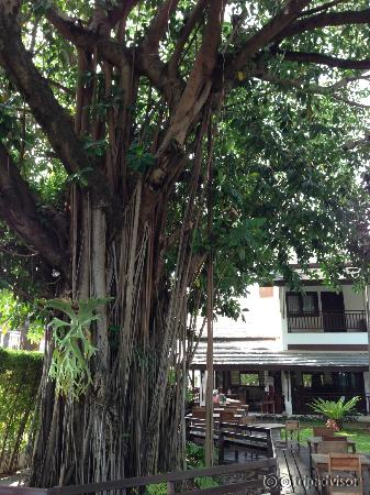 Lounge/breakfast area by banyan tree