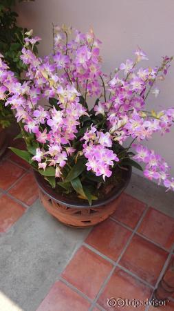 Lovely orchids