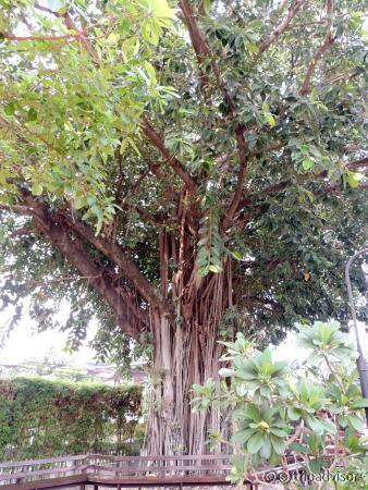 This majestic tree sets the tone for the hotel