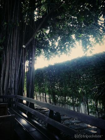 we had out breakfast near the tree