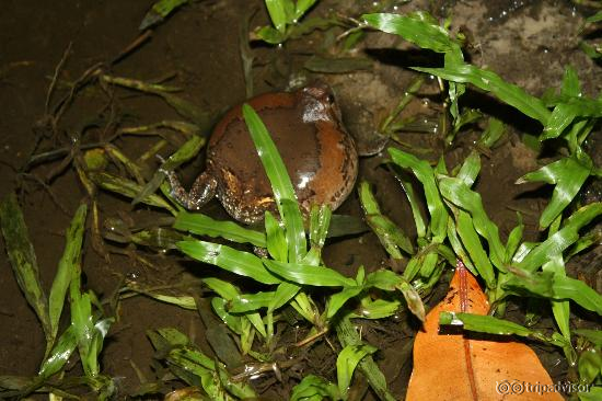 те самые мычащие лягушки