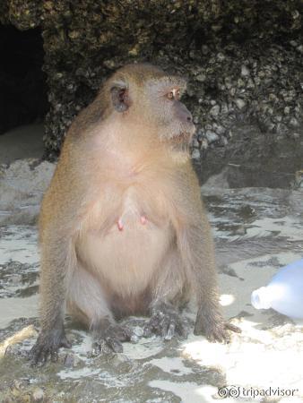 Остров обезьян