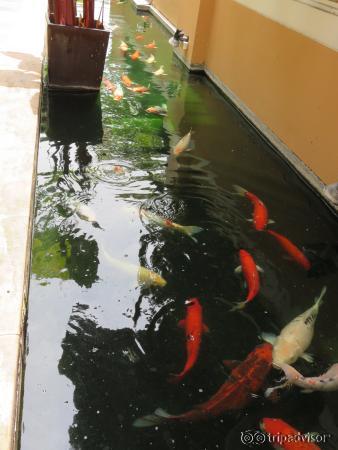 A koi or two!
