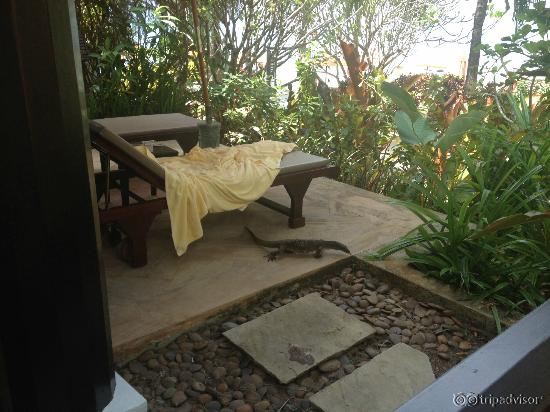 Terrasse privée avec visite d'un iguane