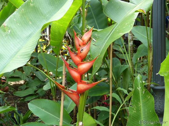 inspiration singapore botanic gardens  II