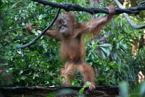Baby orangutan