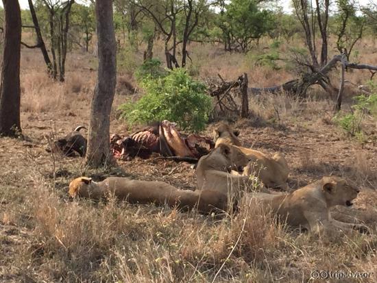 Lion en plein repas lors d'un game drive !