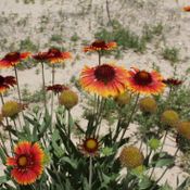 Indian Blanket