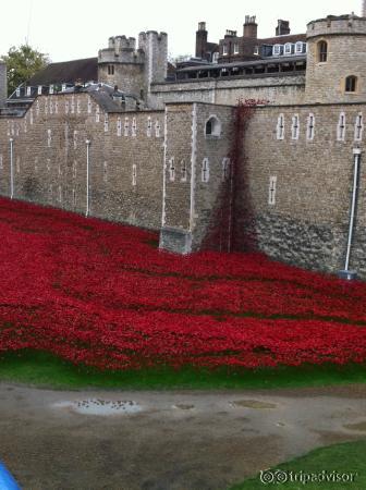 Poppies at the Tower