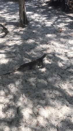 Whitehaven beach. There's a walking trail where you may see goanna lizards and also get a great 