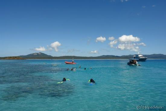 Snorkelling at Chalkies Beach (Whitehaven Beach is in the Distance)