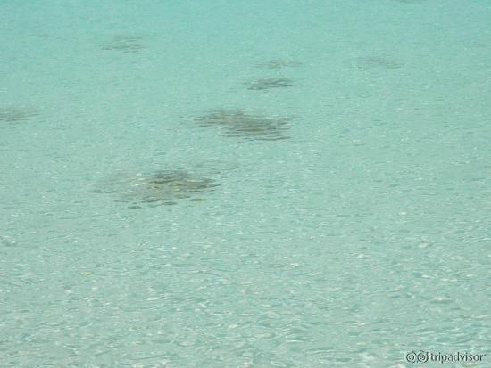 WHITEHAVEN BEACH