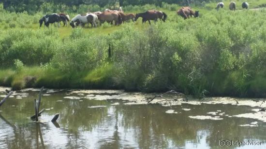 Assateague beach