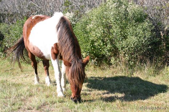 mom's favorite pony