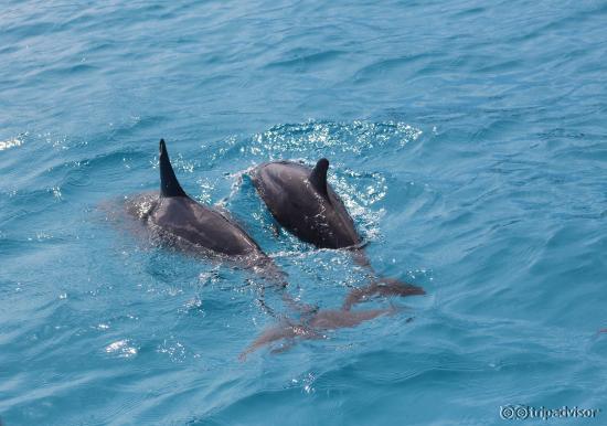 A pod of dolphins in the resort's lagoon