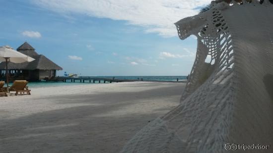 The view from a hammok