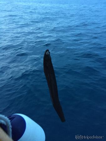 Sunset fishing - Eel