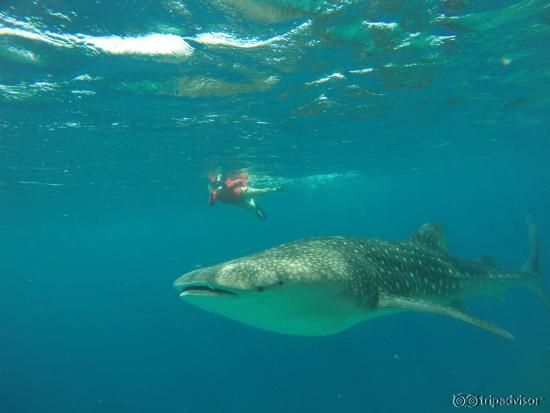 Whale Shark Expedition